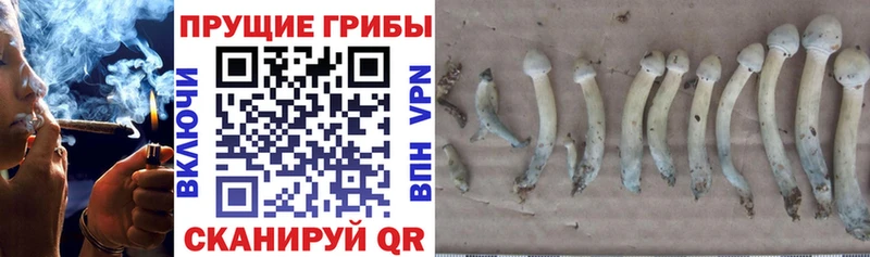 Псилоцибиновые грибы Psilocybine cubensis Купить где Богородицк